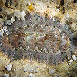 Chiton 01